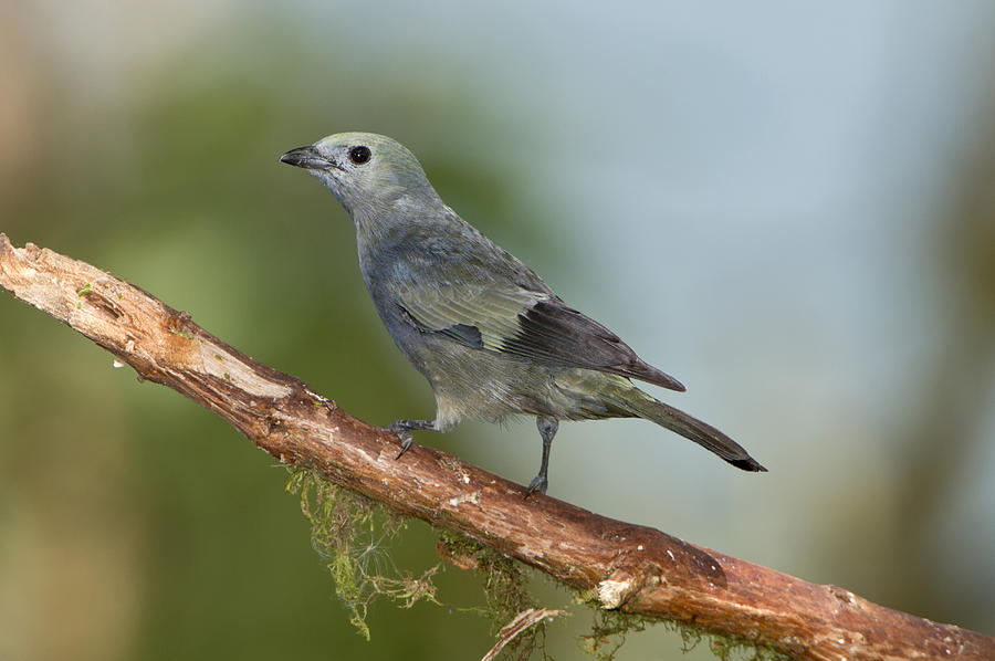 Palm Tanager Photograph by Anthony Mercieca - Fine Art America