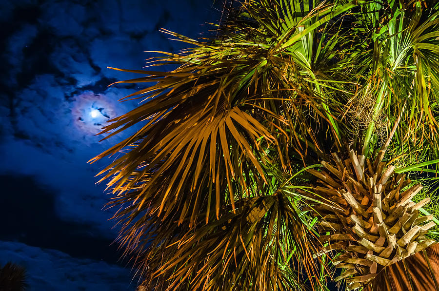 Palm Tree At Night Near Hotel #1 Photograph by Alex Grichenko