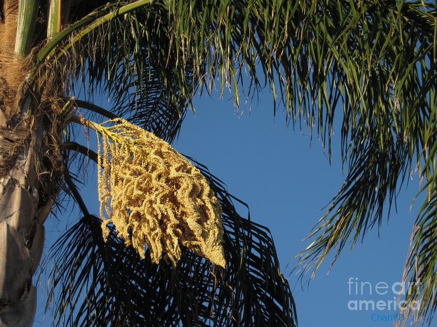 Palm tree flower #1 Photograph by Chani Demuijlder