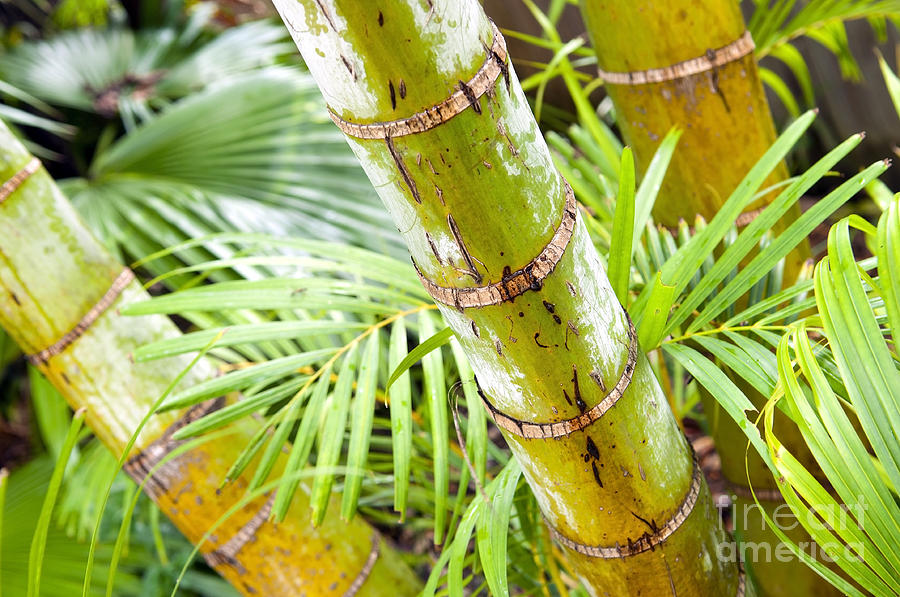 Jungle Photograph - Palm Tree Jungle #1 by THP Creative
