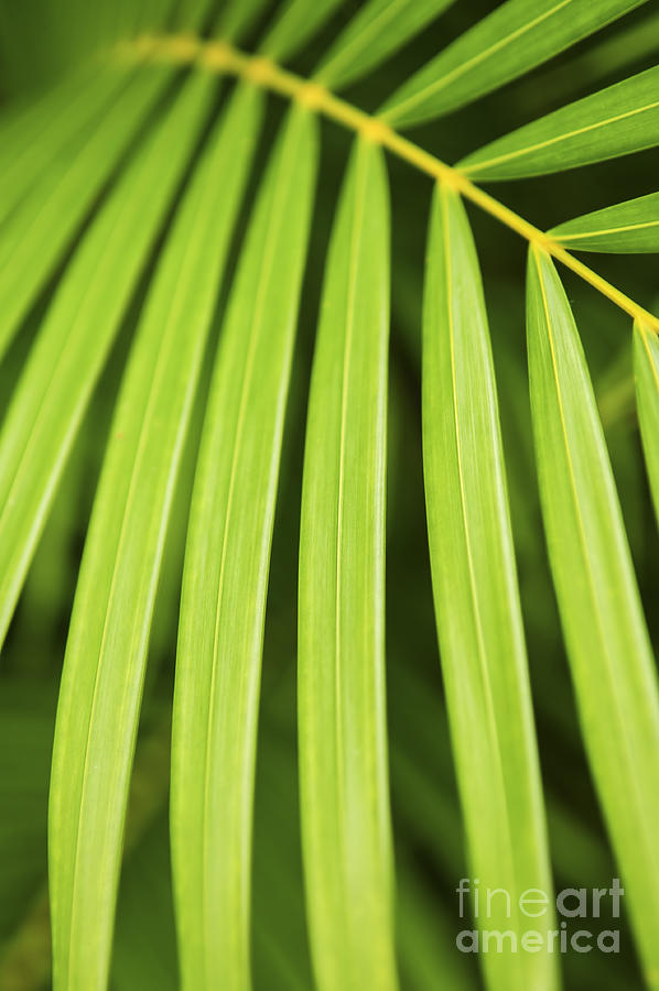 Palm Tree Leaf Photograph