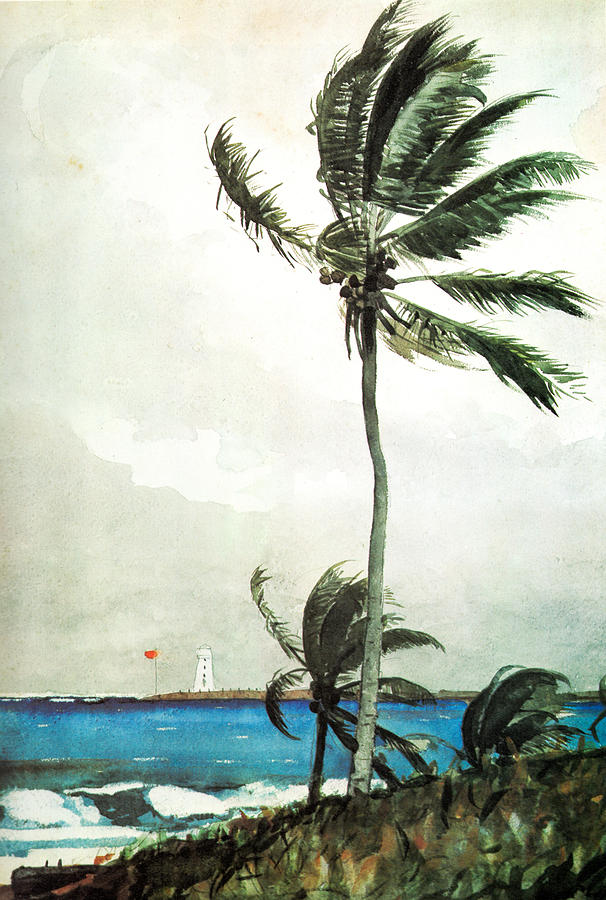 Winslow Homer Painting - Palm Tree Nassau by Celestial Images