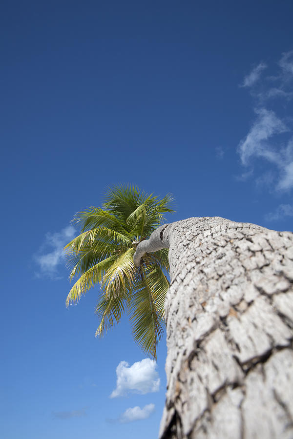 Palm Tree on the Beach #1 Photograph by Jason York - Pixels