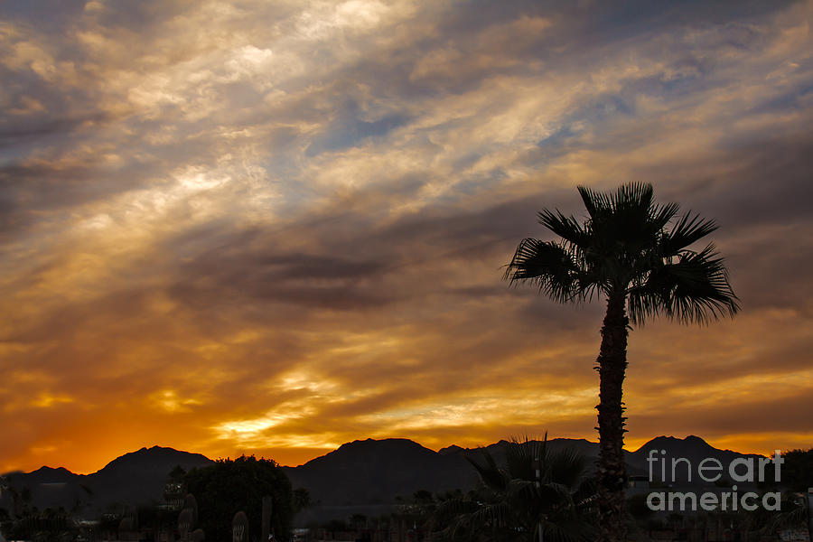 Mountain Photograph - Palm Tree Silhouette #2 by Robert Bales