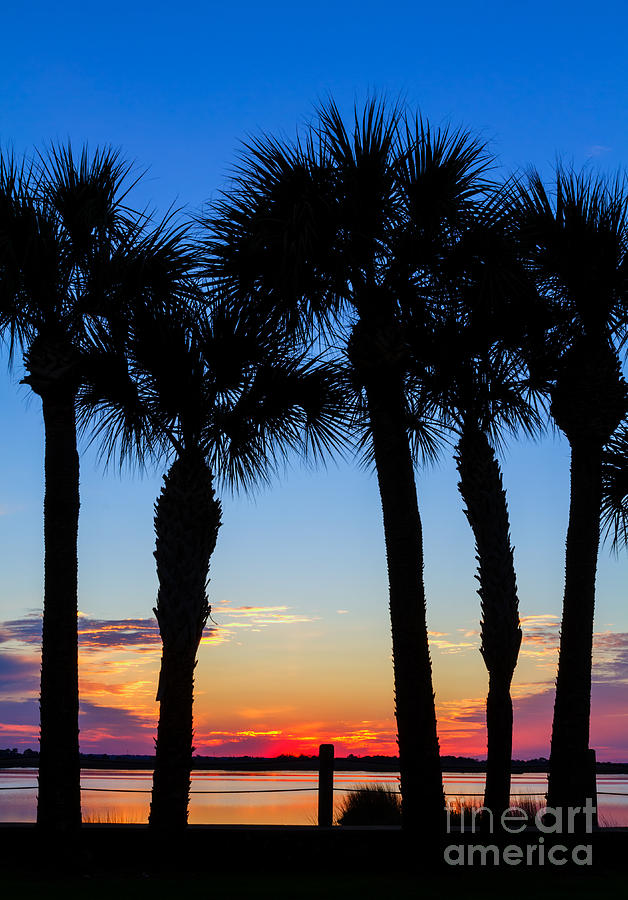 Sunset Photograph - Palm Tree Sunset Jekyll Island Georgia #2 by Dawna Moore Photography
