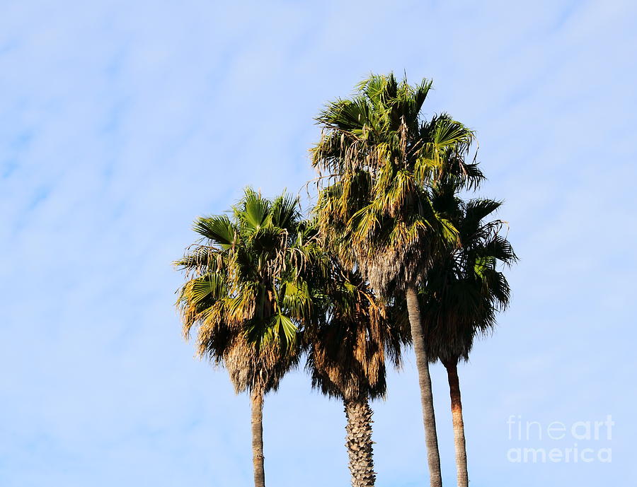 Palm Trees #1 Photograph by Henrik Lehnerer