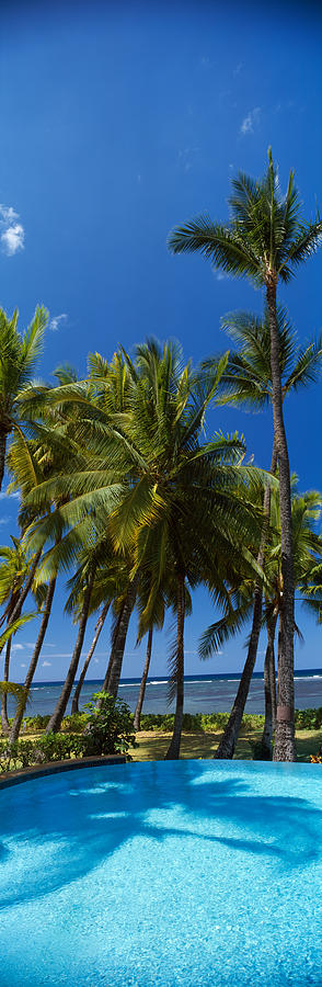 Palm Trees Near A Swimming Pool, Maui Photograph by Panoramic Images