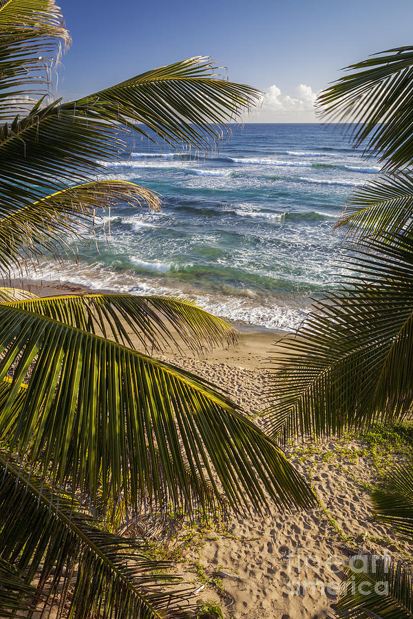 Palm Trees on Isabel Beach in Puerto Rico #1 Photograph by Bryan Mullennix