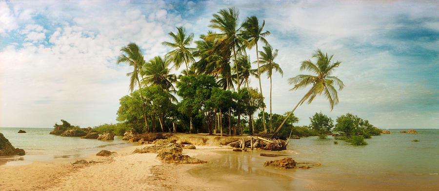 Nature Photograph - Palm Trees On The Beach In Morro De Sao #1 by Panoramic Images