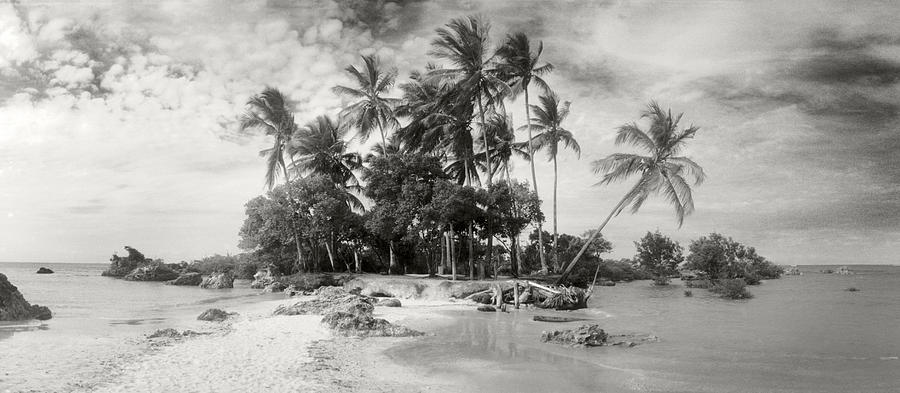 Black And White Photograph - Palm Trees On The Beach, Morro De Sao #1 by Panoramic Images