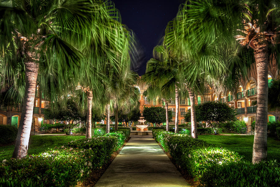 Palm Walkway #1 Photograph by Tim Stanley