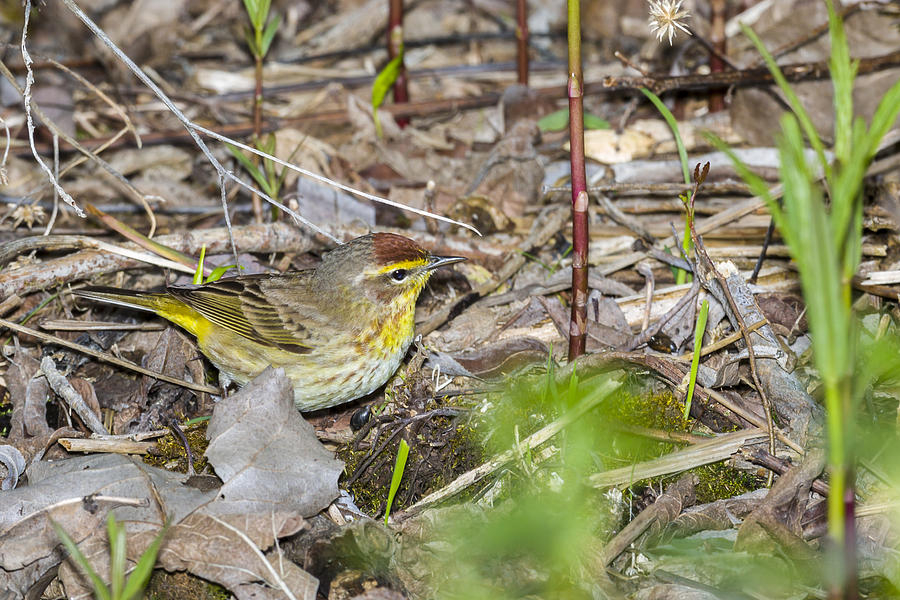 Palm Warbler #2 Photograph by Jack R Perry
