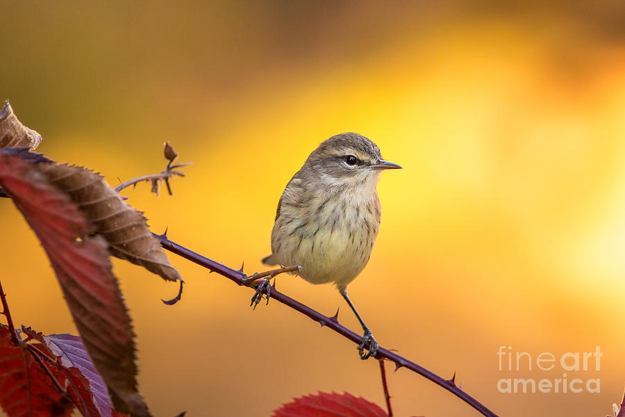Fall Photograph - Palm Warbler #3 by Linda Freshwaters Arndt