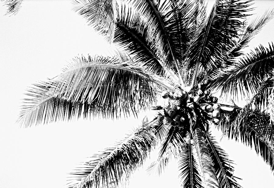 Palm #1 Photograph by William Wetmore