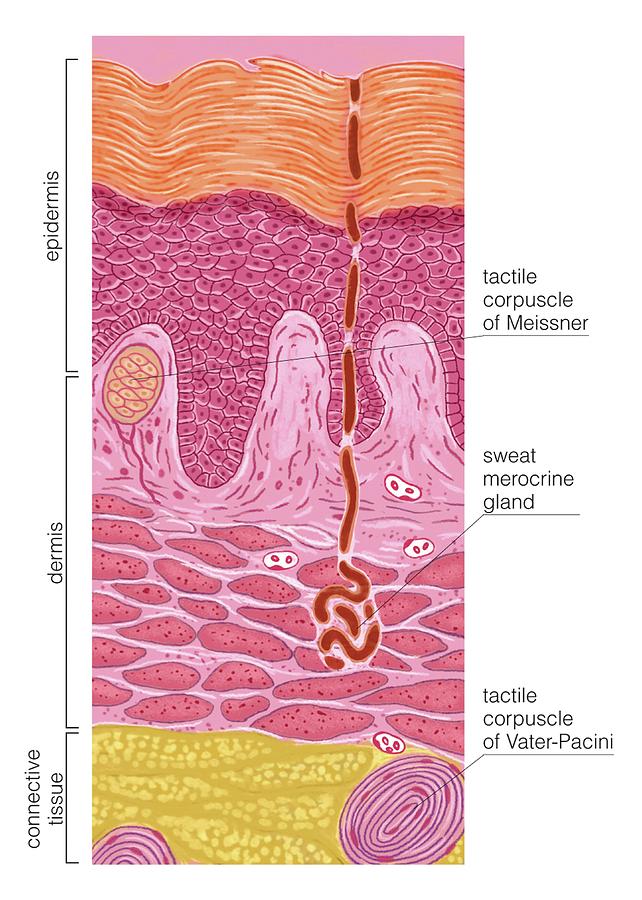 Palmar And Plantar Skin #1 by Science Photo Library