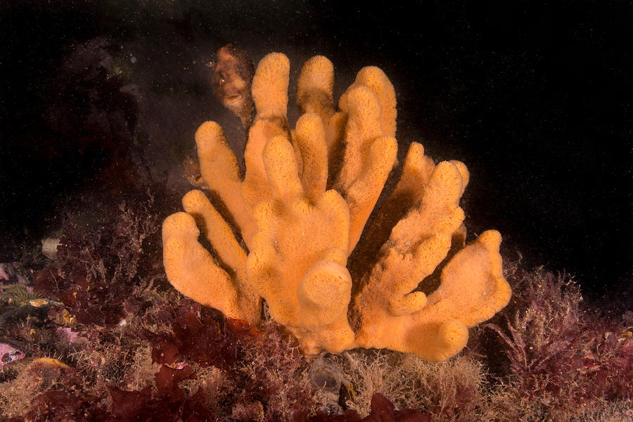Palmate Sponge #2 Photograph by Andrew J Martinez