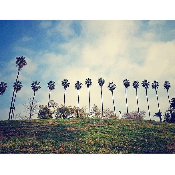 Losangeles Photograph - #palms #losangeles #la #1 by Jonathan Pierce