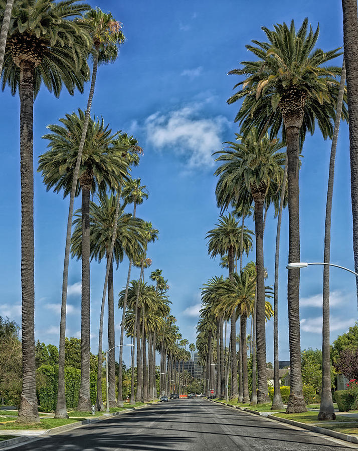 Palms Of Beverly Hills Photograph by Mountain Dreams