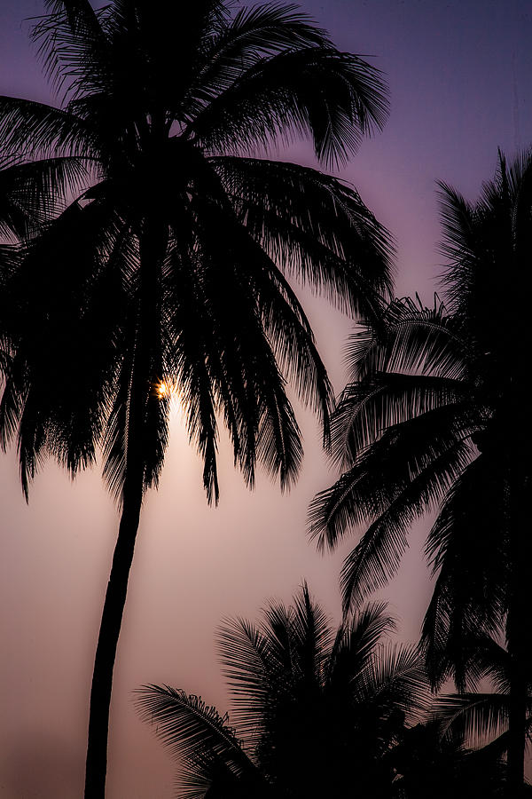 Foggy Palms Photograph by Tommy Farnsworth