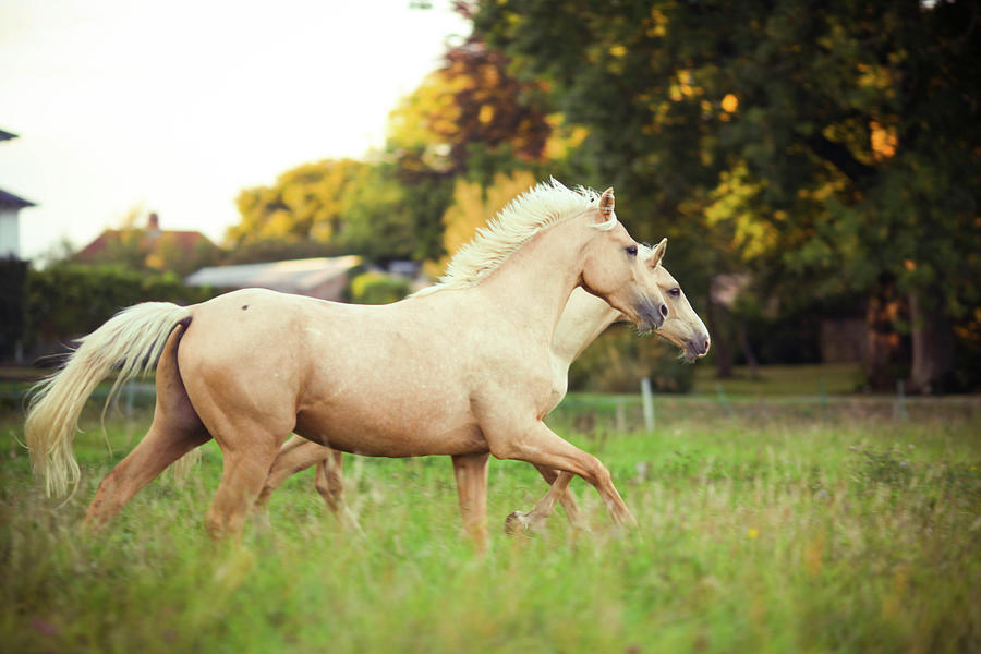 Palomino Horses Cantering In Field #1 Photograph by Olivia Bell Photography