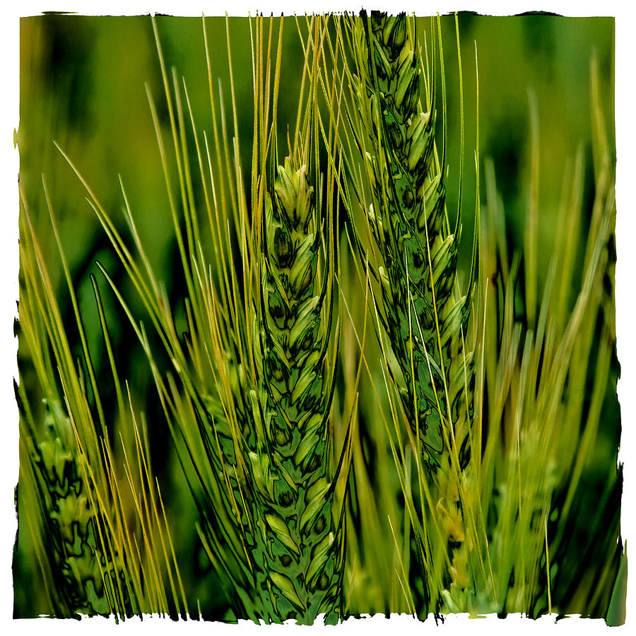 Palouse Wheat Iv Photograph