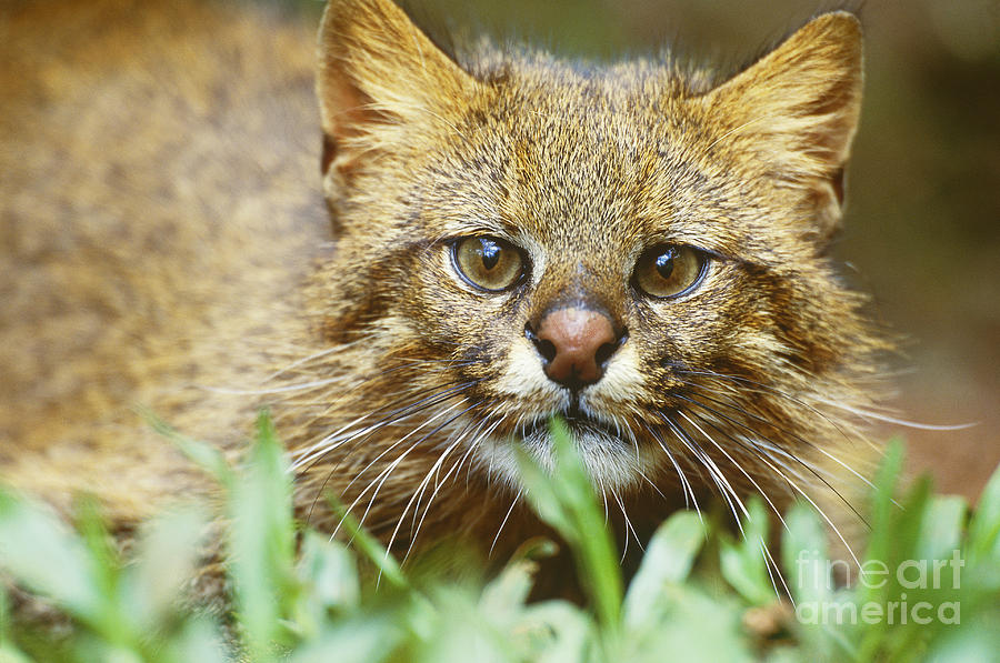 Pampas Cat #1 Photograph by Art Wolfe