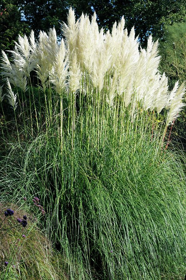 Pampas Grass (cortaderia Selloana) Photograph by Anthony Cooper/science ...