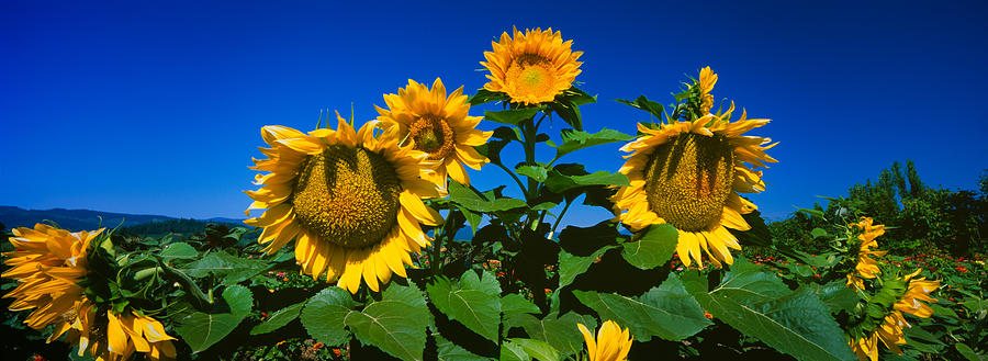 Nature Photograph - Panache Starburst Sunflowers #1 by Panoramic Images