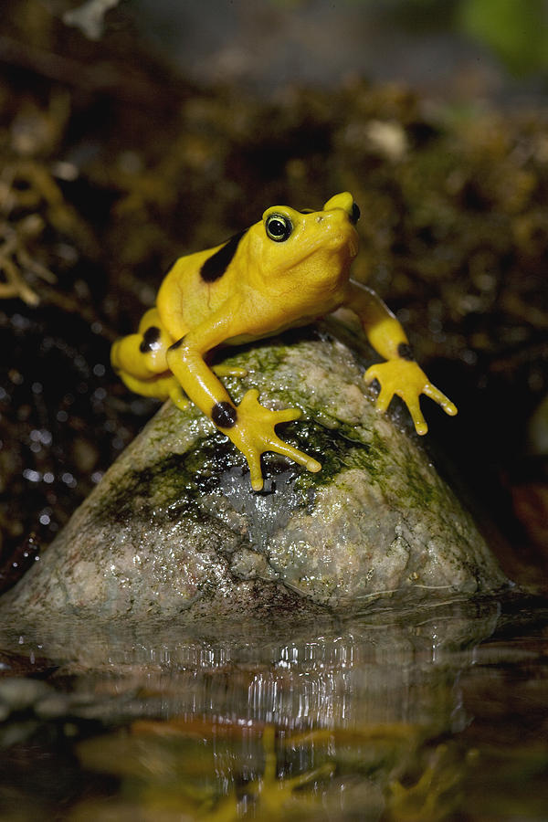 Panamanian Golden Frog #1 Photograph by San Diego Zoo
