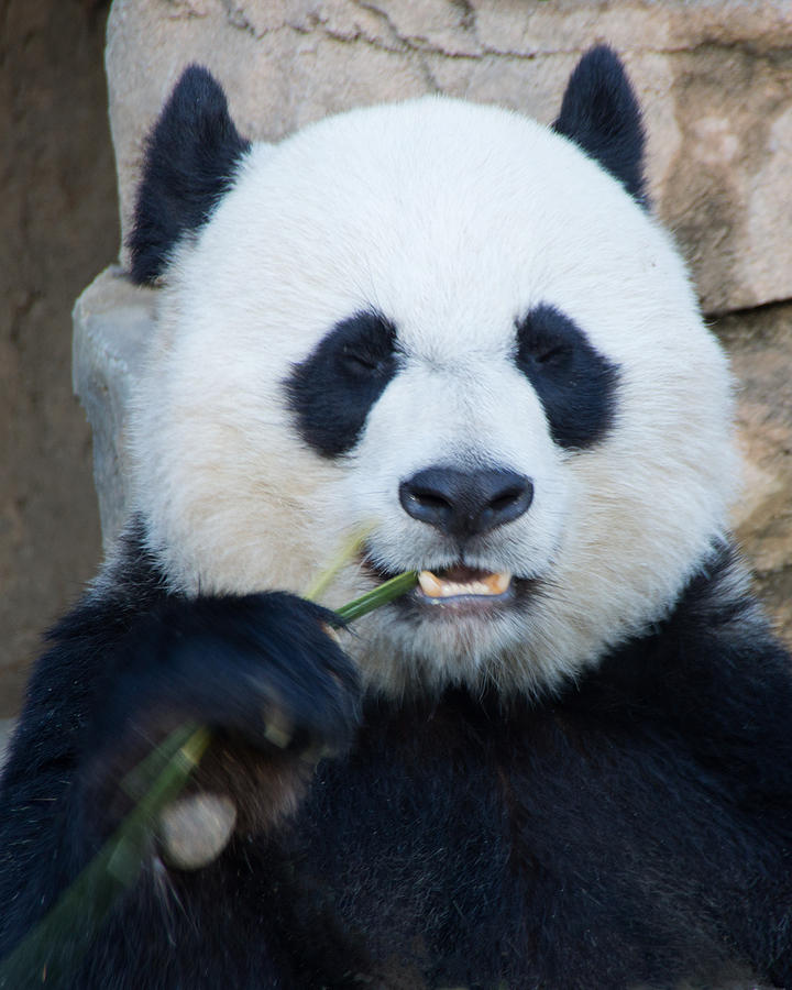Panda Bear #1 Photograph by Jack Nevitt