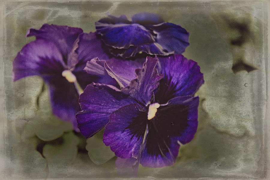 Pansies #1 Photograph by Judy Hall-Folde
