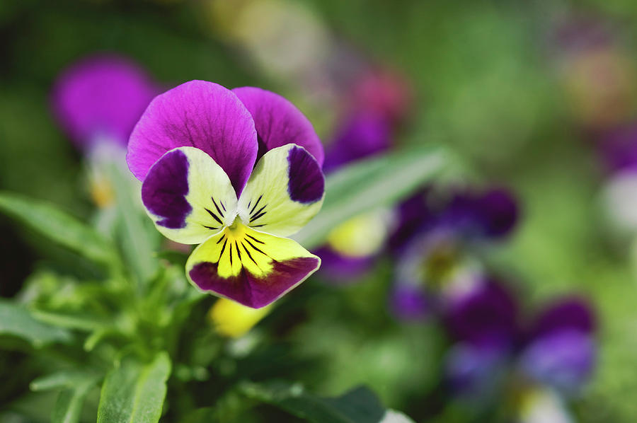 Pansy (viola Sp.) Photograph by Gustoimages/science Photo Library