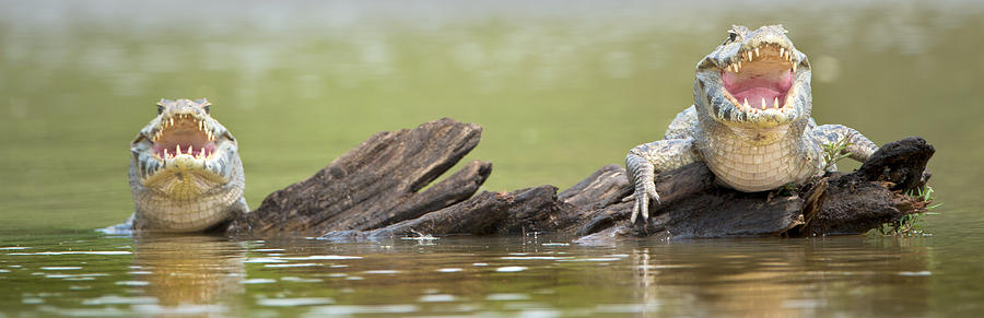 Alligator Photograph - Pantanal Caiman, Pantanal Wetlands #1 by Panoramic Images