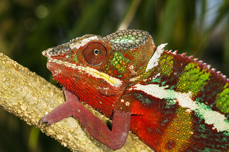 Panther Chameleon Male Madagascar #1 Photograph by Konrad Wothe