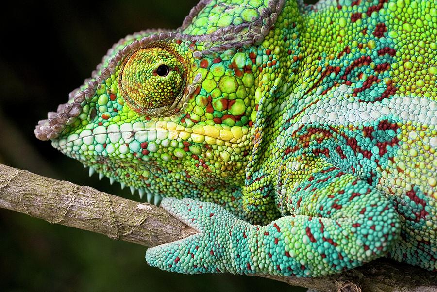 Panther Chameleon Photograph By Philippe Psaila Science Photo Library 