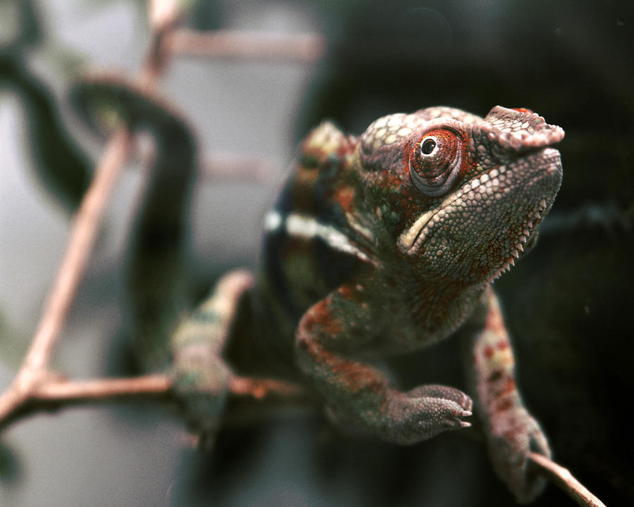 Panther Chameleon #1 Photograph by Tracy Smith Panther Chameleon #1 Photograph by Tracy Smith