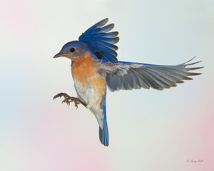 Papa Bluebird #1 Photograph by Gerry Sibell