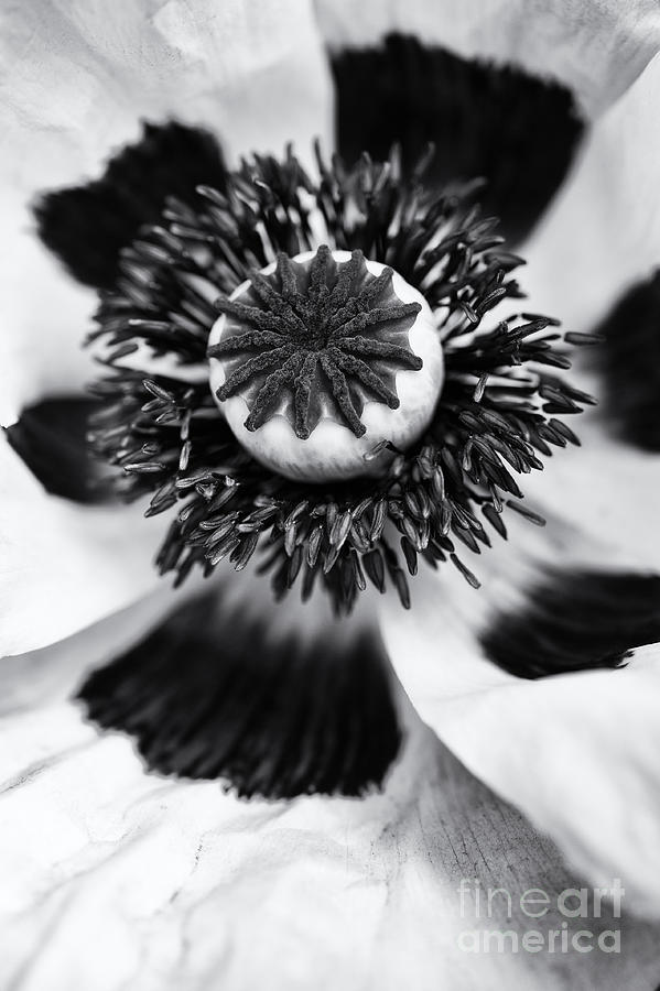 Papaver Orientale Perrys White #2 Photograph by Tim Gainey