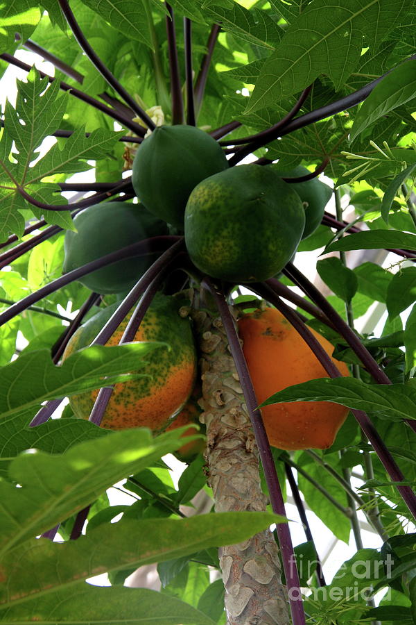 Nature Photograph - Papaya Tree #2 by Christiane Schulze Art And Photography