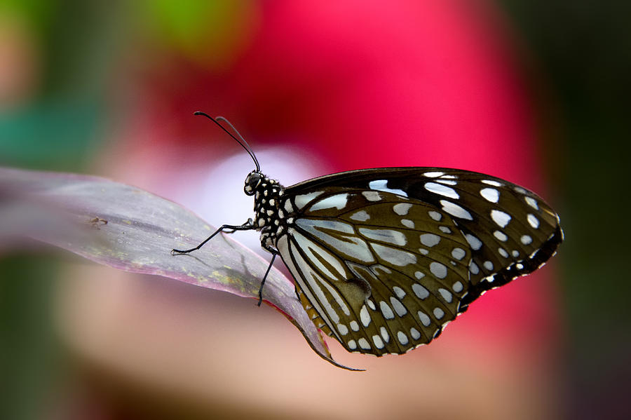 Paper Kite Butterfly Photograph by Saija Lehtonen Pixels