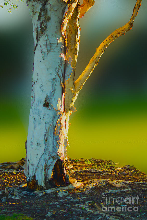 Paperbark Tree #1 Photograph by Cassandra Buckley