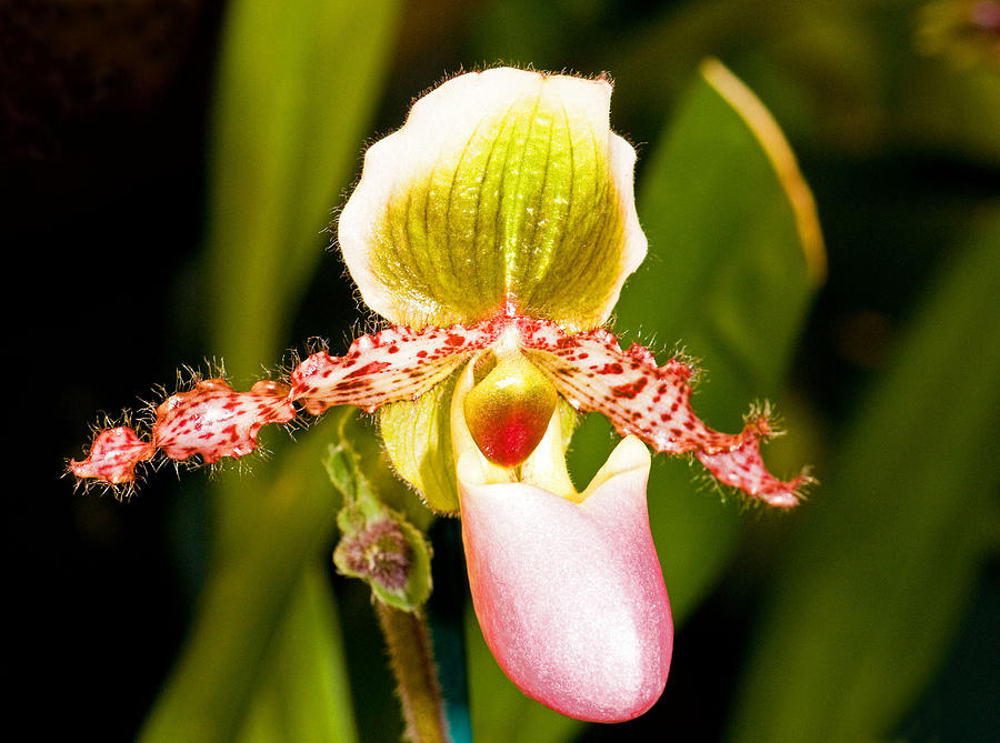 Paphiopedilum Orchid #1 Photograph by Millard H. Sharp