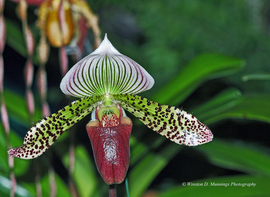 Paphiopedilum Orchid Slipper Orchid #1 Photograph by Winston D Munnings