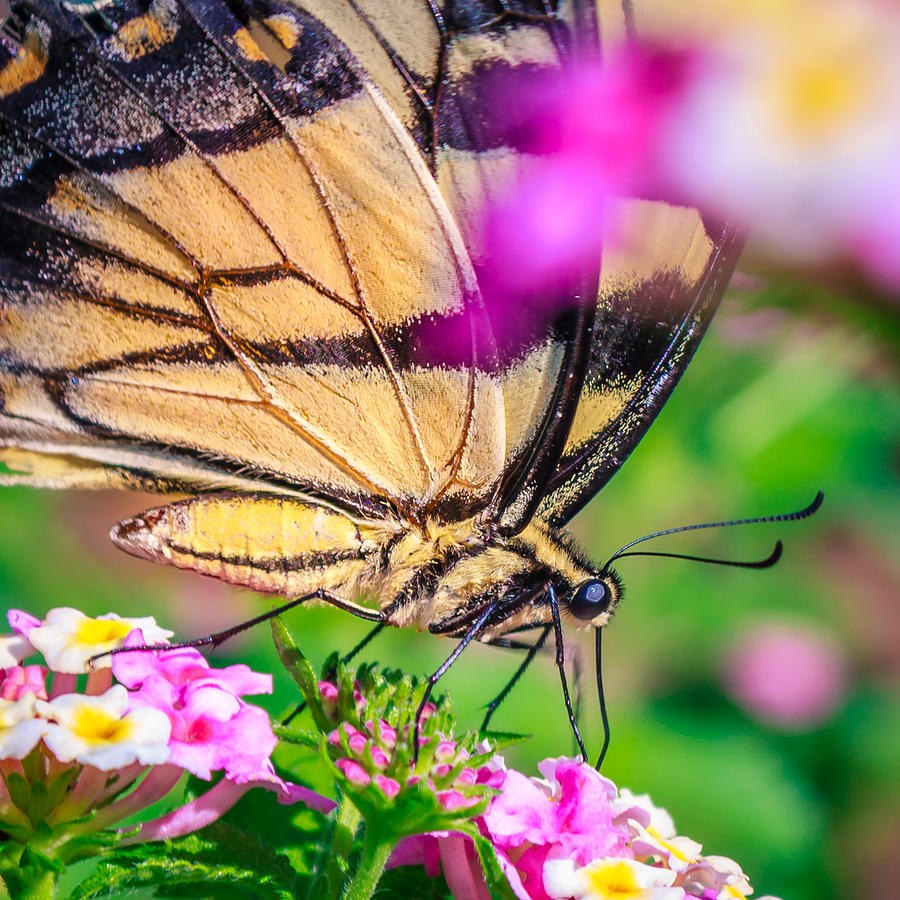 Papilio Glaucus Photograph