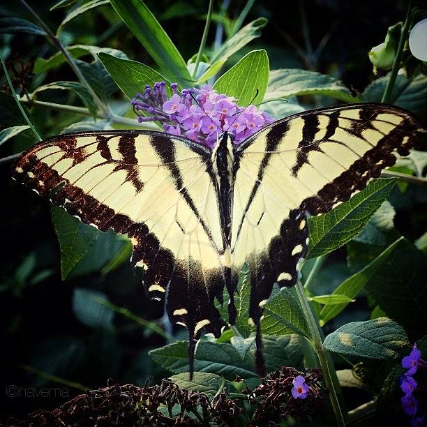 Butterfly Photograph - Papillon #1 by Natasha Marco