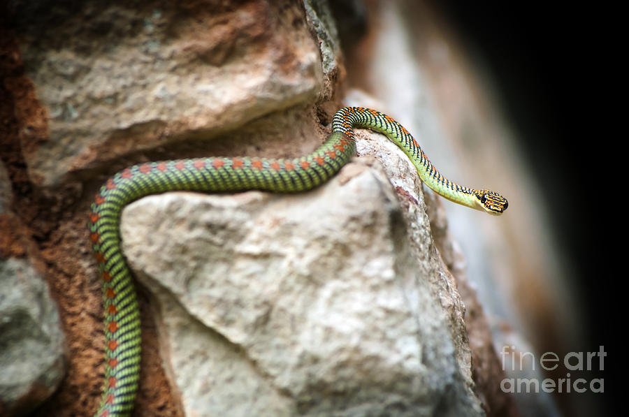 Paradise Snake Photograph