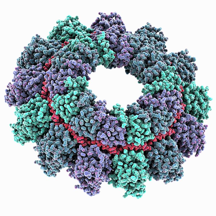 Parainfluenza Virus 5 Nucleoprotein Photograph by Laguna Design/science