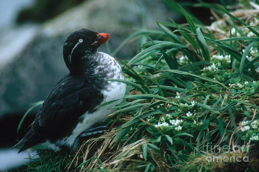 Parakeet Auklet #1 Photograph by Art Wolfe