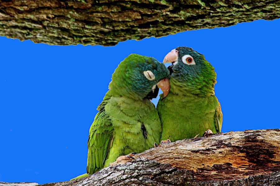 Parakeet Photograph - Parakeet Pair #1 by Ira Runyan