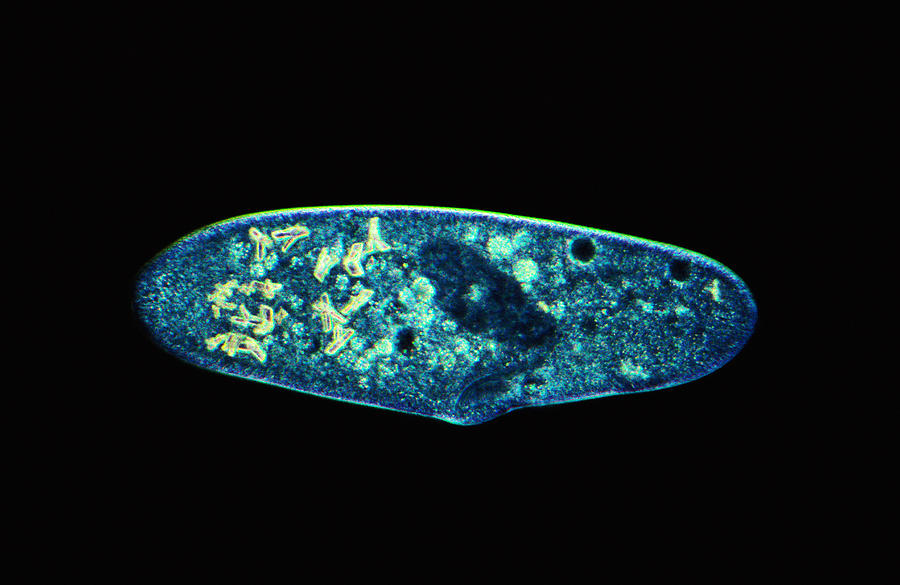 Paramecium Caudatum Lm #1 Photograph by Michael Abbey